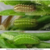 sat spini larva2 volg